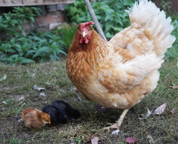 Kura z małe pisklę — Zdjęcie stockowe