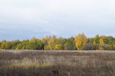 Güzel ağaç ile sonbahar manzara