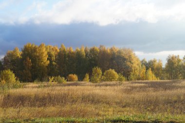 Güzel ağaç ile sonbahar manzara