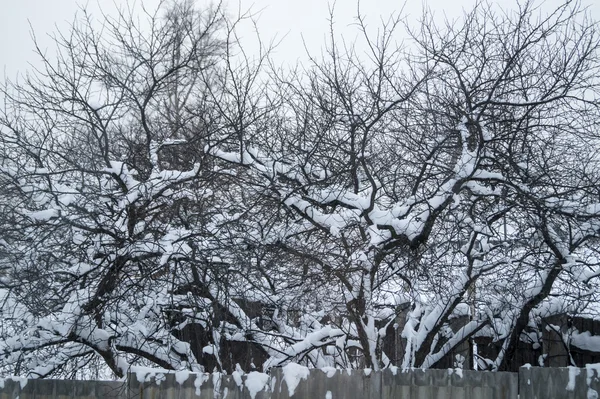 Jardim de inverno na neve — Fotografia de Stock