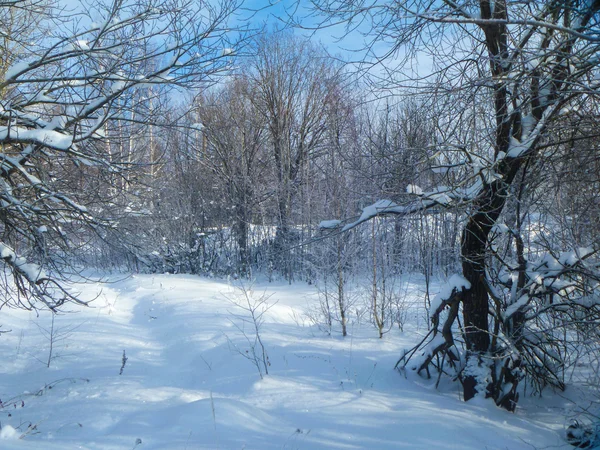 Pejzaż zimowy drewna w śniegu — Zdjęcie stockowe
