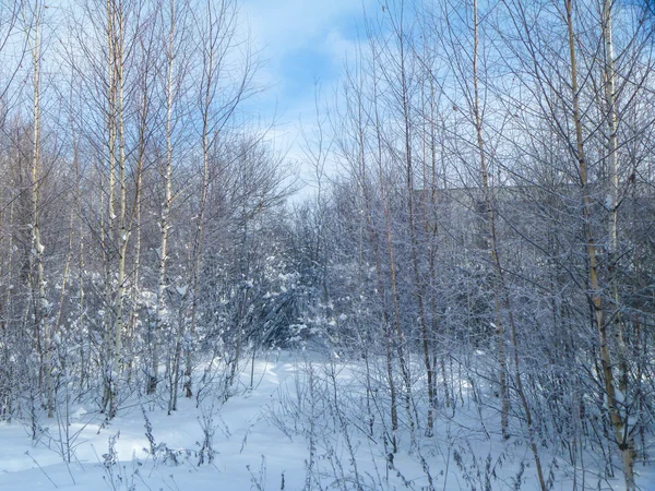 Parc enneigé d'hiver sur fond bleu ciel — Photo