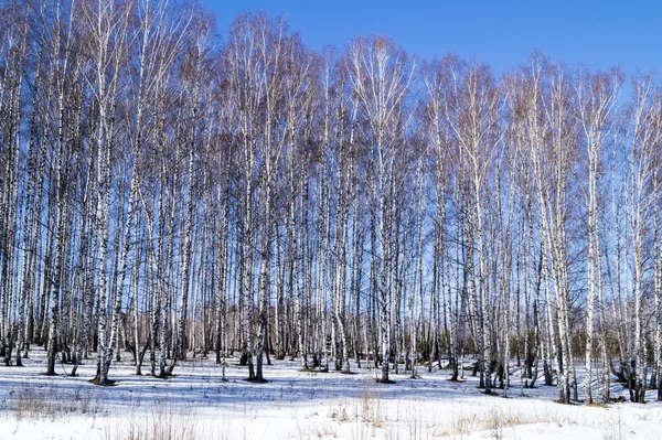 Birch madeira no fundo céu azul — Fotografia de Stock