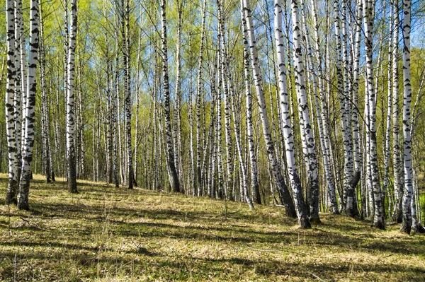 Bahar yatay, huş grove tarafından