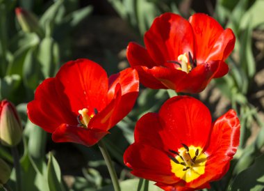 arka plan kırmızı lale