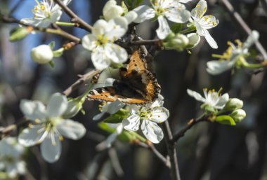 Bahçede ağaç bahar çiçeği