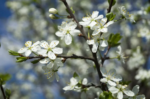 Bahçede ağaç bahar çiçeği