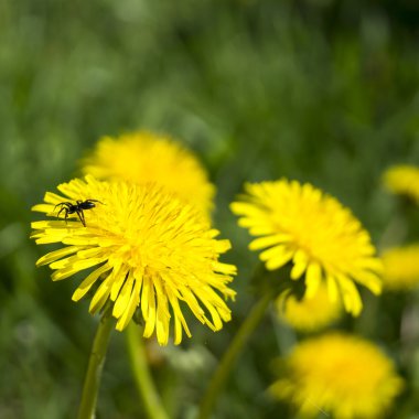 Arka planda yeşil ot Karahindiba çiçeği