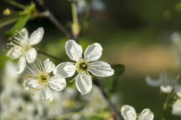 Spring blossom to cherries in garden — Stock Photo, Image