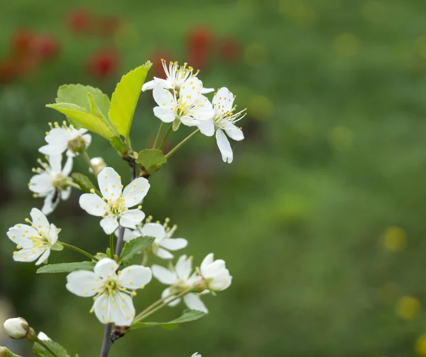 Spring blossom to cherries in garden — Stock Photo, Image