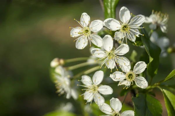 Spring blossom to cherries in garden — Stock Photo, Image