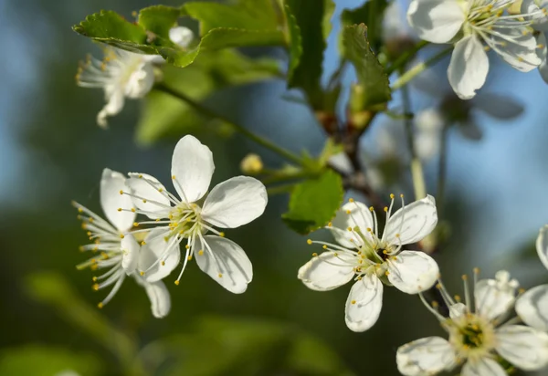 Spring blossom to cherries in garden — Stock Photo, Image