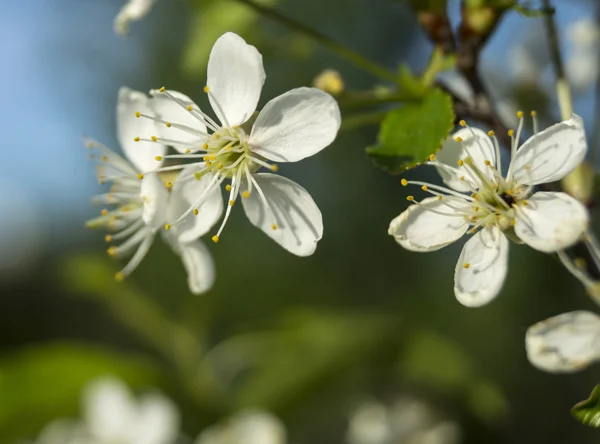 Spring blossom to cherries in garden — Stock Photo, Image