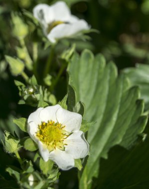 çiçek yeşil arka plan sayfasındaki çilek