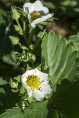 çiçek yeşil arka plan sayfasındaki çilek