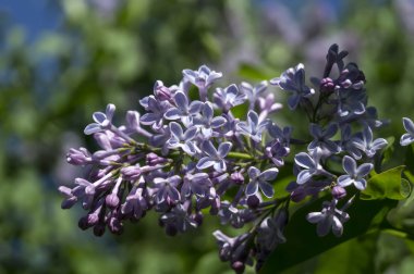 Bahar menekşe leylak