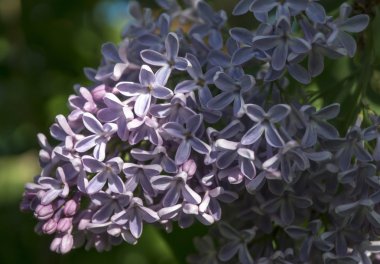 Bahar menekşe leylak