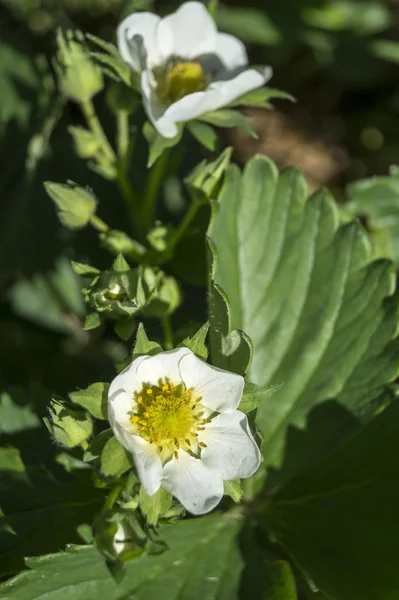 çiçek yeşil arka plan sayfasındaki çilek