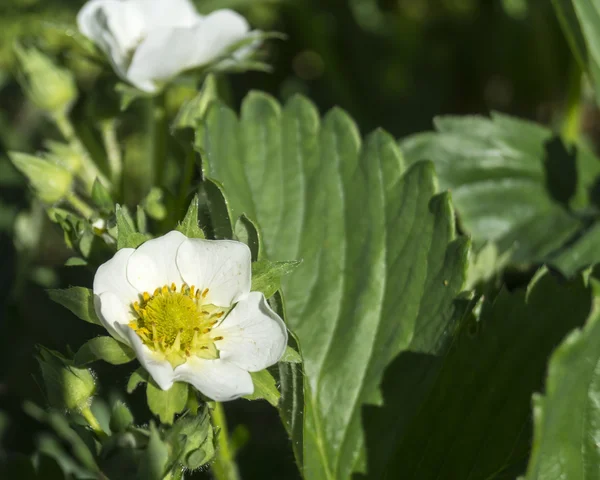 çiçek yeşil arka plan sayfasındaki çilek