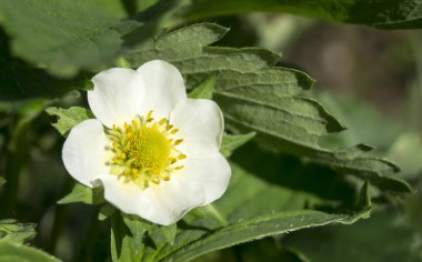 çiçek yeşil arka plan sayfasındaki çilek