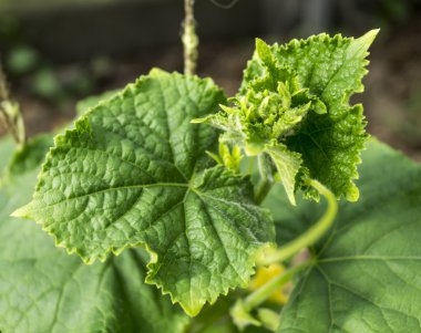 Salatalık yükselen yeşil yaprak