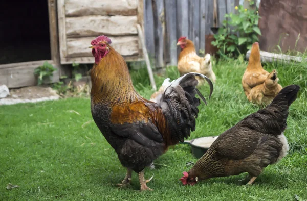 Galo e galinhas na fazenda rural — Fotografia de Stock