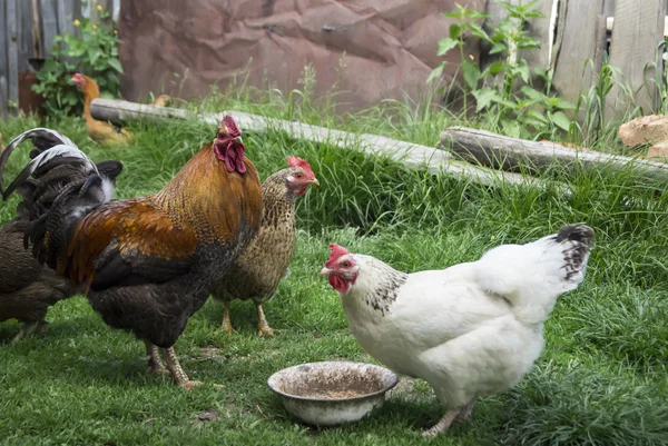 Galo e galinhas na fazenda rural — Fotografia de Stock
