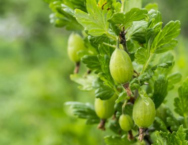 Bektaşi üzümü dalı meyveler