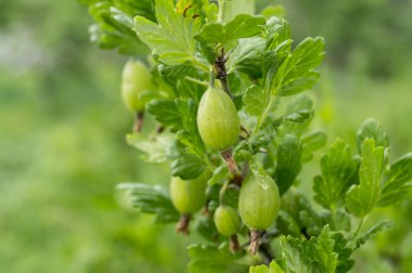 Bektaşi üzümü dalı meyveler