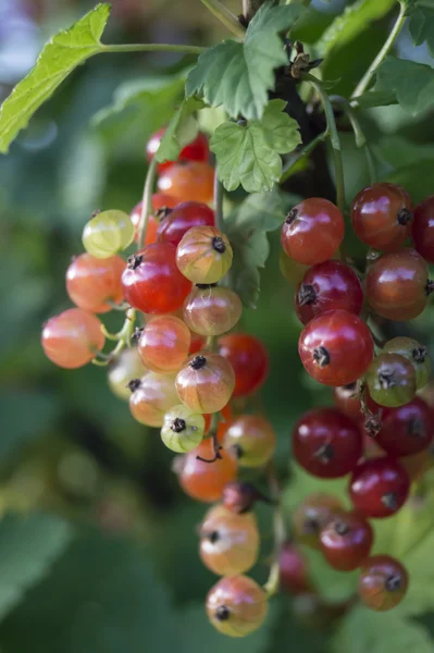 Groseille rouge sur branche avec feuille verte — Photo