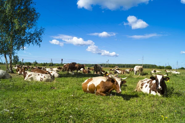 La corteza del rebaño descansa sobre la hierba verde en el cielo azul de fondo —  Fotos de Stock