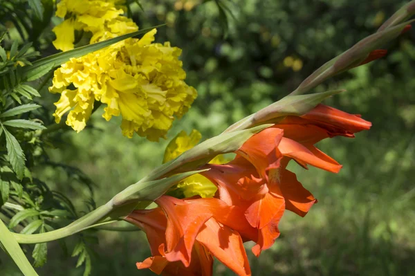 Gladiolo rosso su sfondo del fiore ricercato del velluto r — Foto Stock