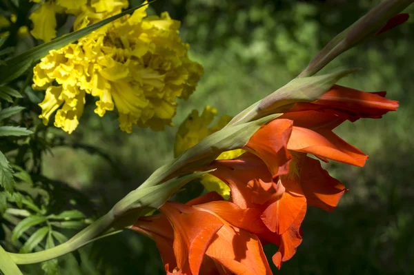 Gladiolo rosso su sfondo del fiore ricercato del velluto r — Foto Stock