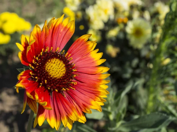 De belles fleurs poussent dans le jardin — Photo