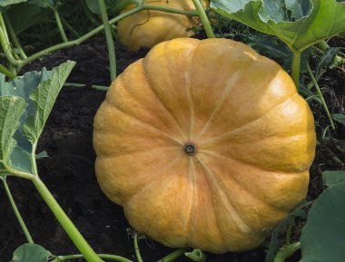 Turuncu kabak yeşil arka plan sayfası