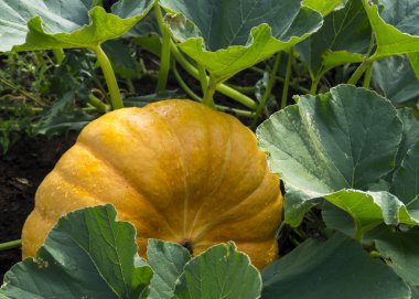 Turuncu kabak yeşil arka plan sayfası