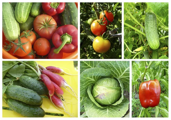 Colagem de naturezas mortas com legumes — Fotografia de Stock