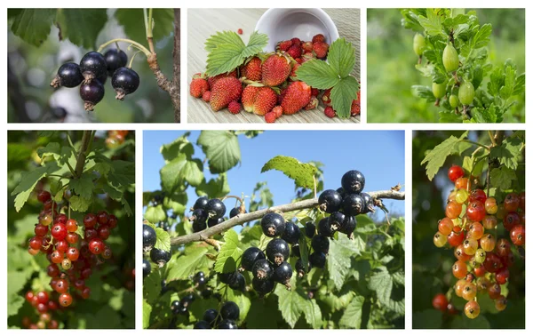 Collage natürlicher Beeren auf Zweigen im Garten — Stockfoto