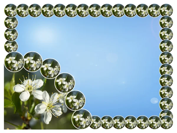 Flor de primavera para cerejas em volta fundo azul — Fotografia de Stock