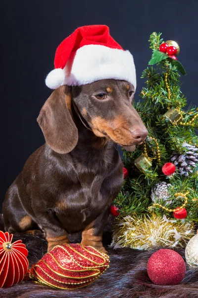 Teckel met rode kerst Pet in de buurt van gedecoreerde kerstboom — Stok fotoğraf