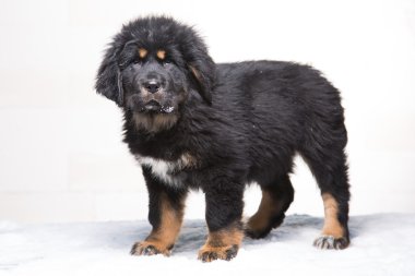  küçük güvenlik görevlisi - Tibet mastiff, siyah ve kırmızı köpek yavrusu