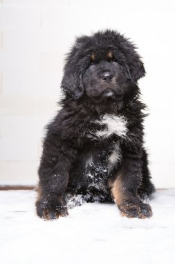  küçük güvenlik görevlisi - Tibet mastiff, siyah ve kırmızı köpek yavrusu