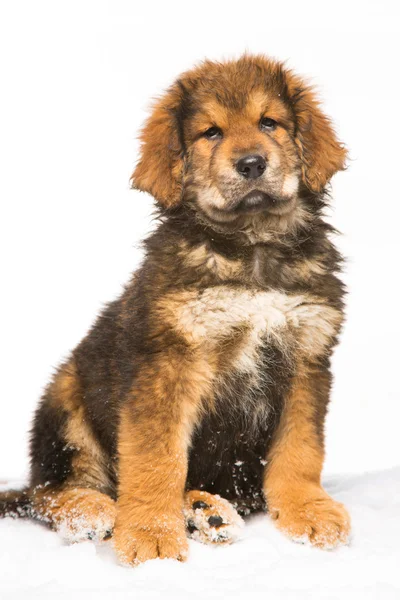 Liten sikkerhetsvakt rød valp av tibetansk mastiff – stockfoto