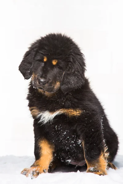 Svart och röd valp av Tibetansk mastiff — Stockfoto