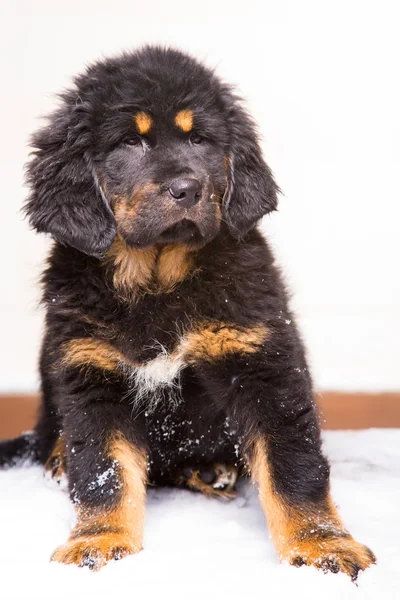 Svart og rød valp av tibetansk mastiff – stockfoto