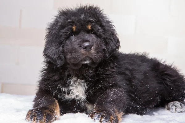  küçük güvenlik görevlisi - Tibet mastiff, siyah ve kırmızı köpek yavrusu