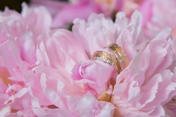 Anillos de boda y flores de peonía rosa —  Fotos de Stock