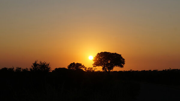 Sunrise in Kruger National Park in South Africa, in foreground individual trees and bushes