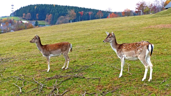 Fallow deer in an animal enclosure — Stock Photo, Image