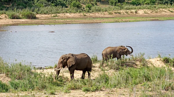 Dois elefantes africanos — Fotografia de Stock